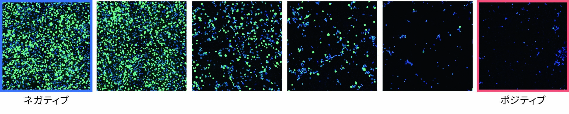 Deep Image Response：ディープラーニング機能2